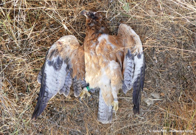 Κρήτη: Νεαρός Σπιζαετός νεκρός από πυροβολισμό – Ελληνική Ορνιθολογική Εταιρεία: Περιβαλλοντικό έγκλημα