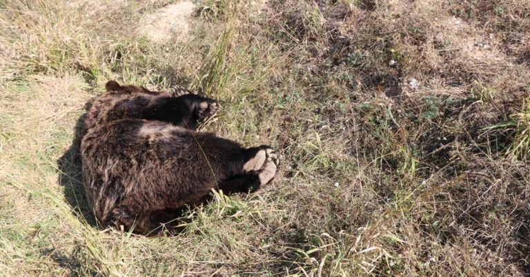 Νεκρή αρκούδα από πυροβολισμό στην Πρέσπα