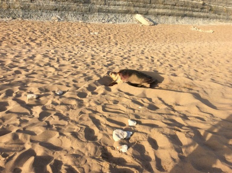 Κέρκυρα: Καταγγελία για beach bar σε περιοχή natura