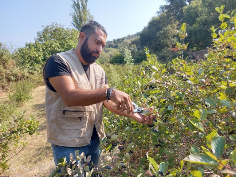 Λέσβος: Βιοκαλλιέργεια αρώνιας στον ορεινό Λεπέτυμνο (video)