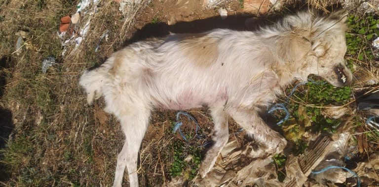 Νεκρά σκυλιά από φόλες στη Δολίχη Ελασσόνας