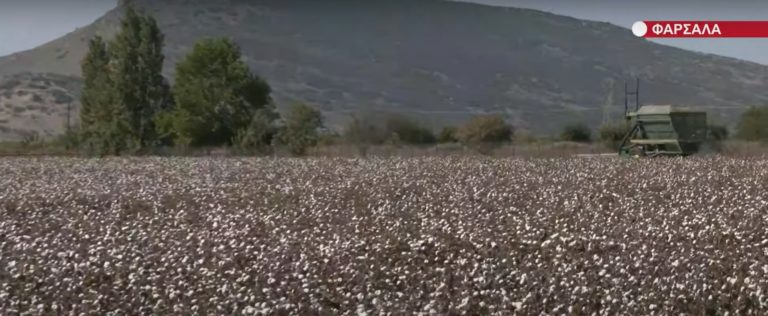 Νέα Αριστερά: Μη στήριξη των βαμβακοπαραγωγών της Θεσσαλίας για τα κόστη επανασποράς