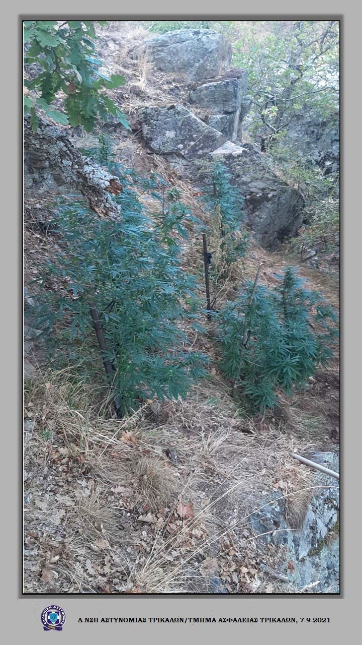 Φυτεία με δενδρύλλια κάνναβης εντοπίστηκε στα Τρίκαλα