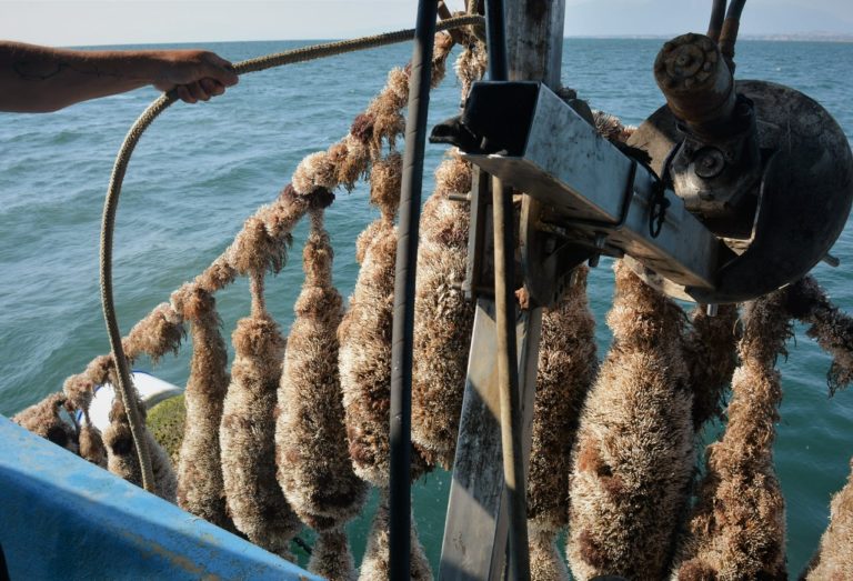 Καταστράφηκαν οι μυδοκαλλιέργειες στον Θερμαϊκό από τις υψηλές θερμοκρασίες