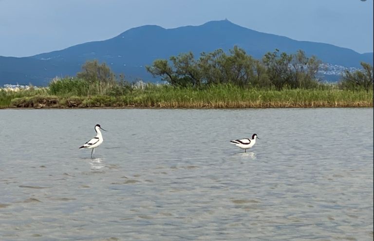 1ο Flamingo Run στο Καλοχώρι από την Περιφέρεια Κεντρικής Μακεδονίας
