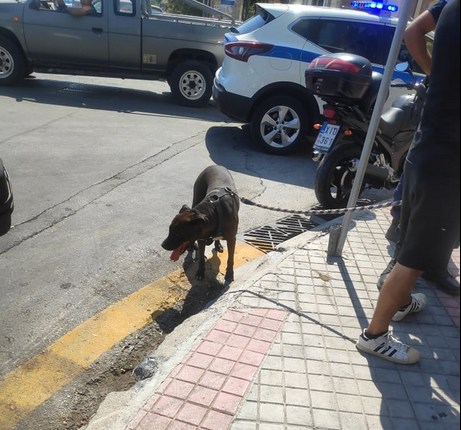 Μυτιλήνη: 49χρονος κακοποιούσε το σκύλο του και επιτέθηκε σε ανήλικο που επενέβη για να τον σώσει