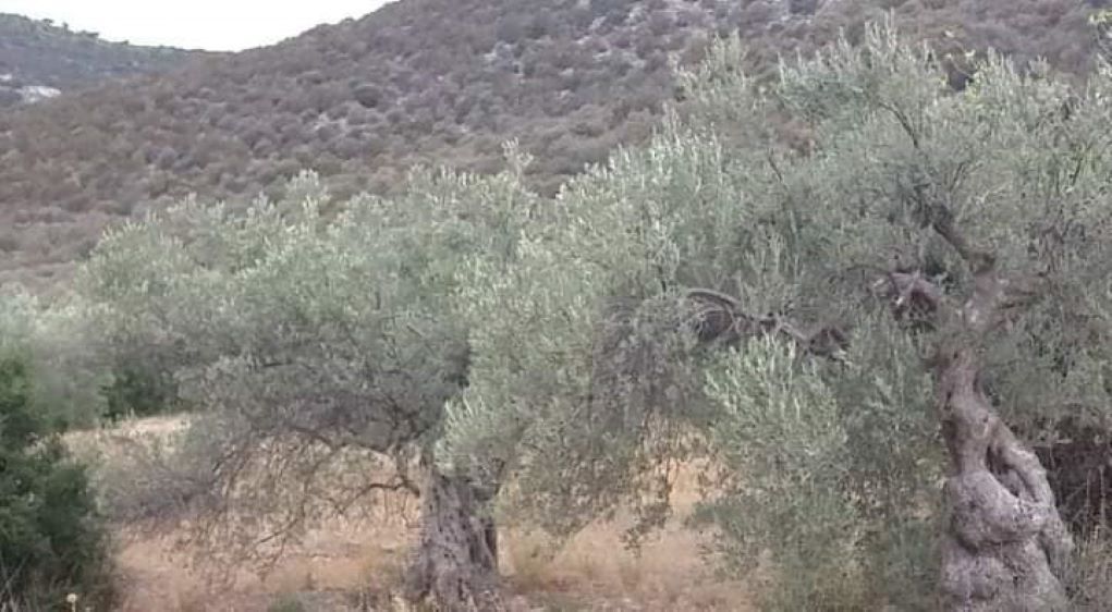 Ακαρπία ελαιοδένδρων σε περιοχές του δήμου Ξυλοκάστρου – Ευρωστίνης Κορινθίας