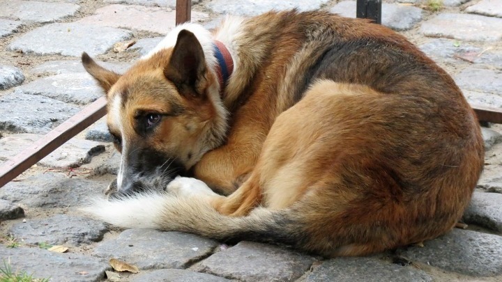Θεσσαλονίκη: Καταγγελίες για κακοποίηση αδέσποτων σκύλων ερευνούν οι αστυνομικές αρχές