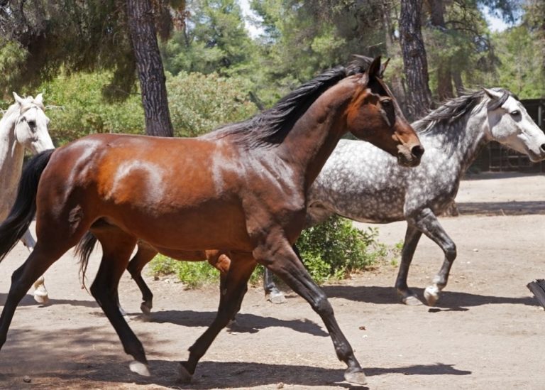H ιστορία ενός μικρού θαύματος στην Αγία Άννα – Πώς άλογα ράντσου σώθηκαν από την πύρινη λαίλαπα (video)
