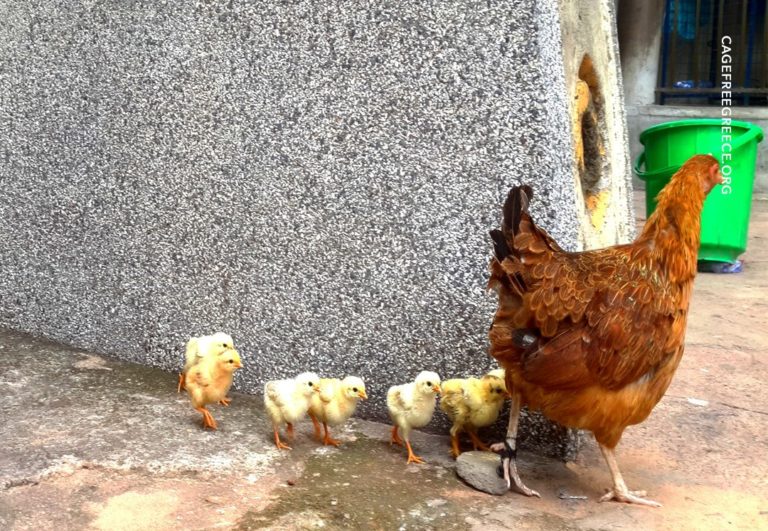 Cage Free: Κίνημα για την μετάβαση σε αυγά χωρίς κλουβιά