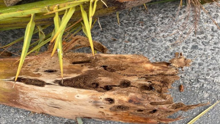 Ν. Χωριατέλλης: Το κόκκινο σκαθάρι απειλεί το φοινικόδασος της Παναγιούδας Λέσβου