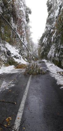 Eordaialive.com - Τα Νέα της Πτολεμαΐδας, Εορδαίας, Κοζάνης Μπάλλος: Πέφτουν δέντρα στο Βίτσι – Οδηγός απεγκλωβίστηκε από την Πυροσβεστική (εικόνες)