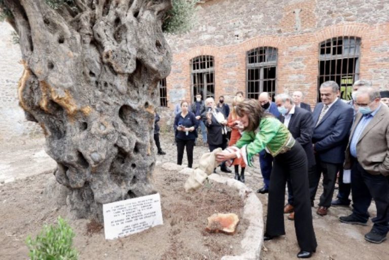 Γ. Αγγελοπούλου στη Λέσβο: Βαθύρριζα τα υπεραιωνόβια δέντρα, βαθύρριζο και το πείσμα μας για ελευθερία