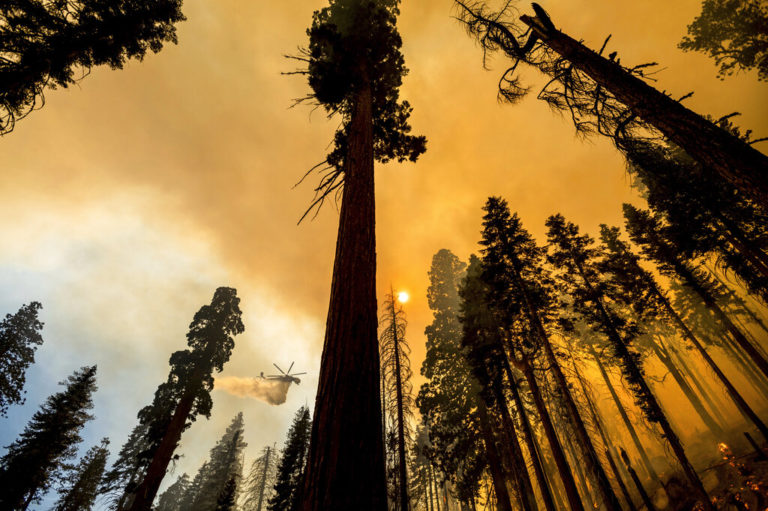 Κλιματική αλλαγή: Δέκα από τα προστατευόμενα δάση εκπέμπουν πλέον διοξείδιο του άνθρακα