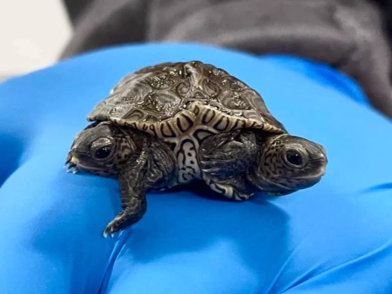 Σπάνια δικέφαλη χελώνα εκκολάφθηκε στη Μασαχουσέτη