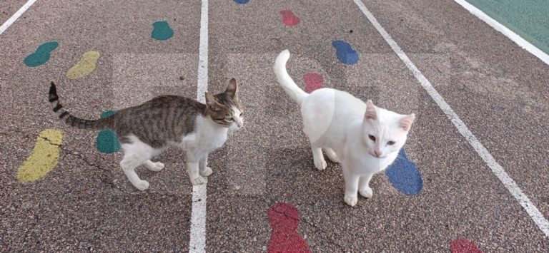 Χίος: Οι μαθητές του Δημοτικού Καλλιμασιάς υιοθέτησαν δύο αδέσποτα γατάκια