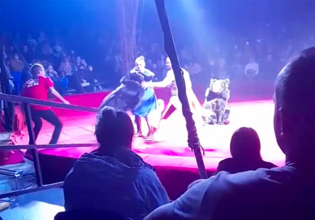 Ρωσία: Επίθεση αρκούδας σε έγκυο θηριοδαμάστρια την ώρα παράστασης σε τσίρκο (video)