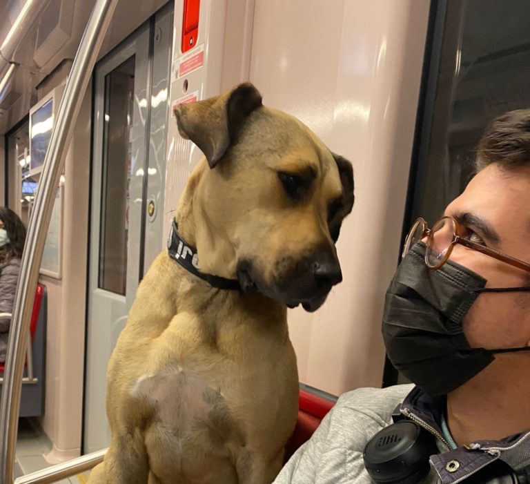 Boji: Ποιος είναι ο περιπλανώμενος σκύλος που έχει γίνει ο καλύτερος φίλος των επιβατών
