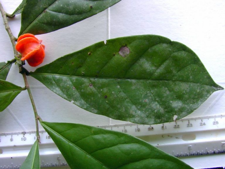 Γιατί χρειάστηκαν σχεδόν 50 χρόνια οι επιστήμονες για να ονομάσουν ένα μυστηριώδες τροπικό φυτό