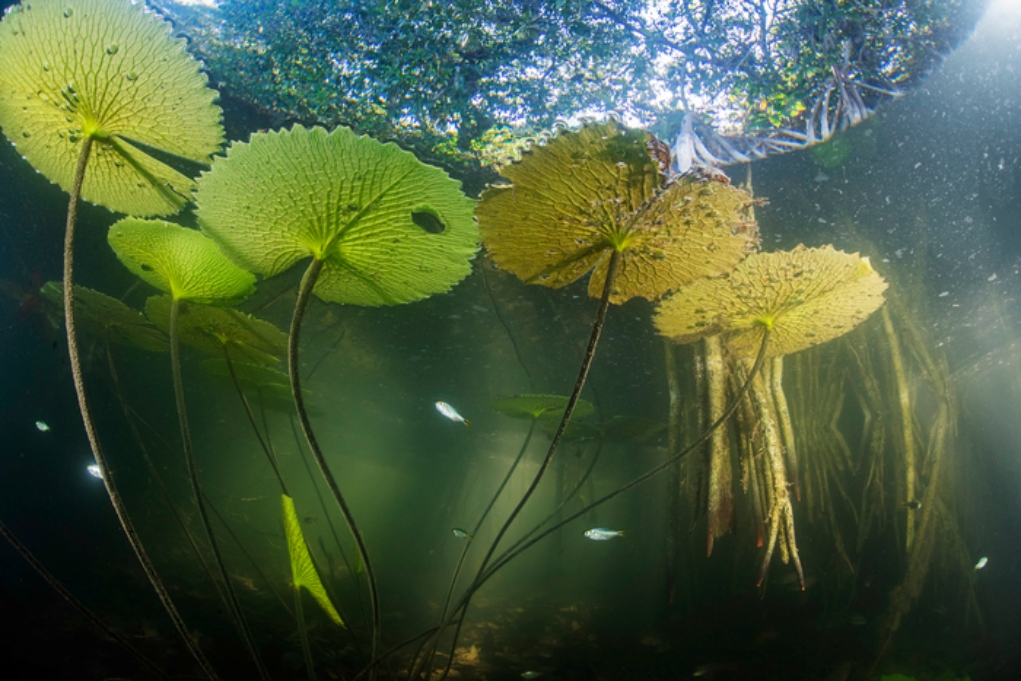 Ένα μαγγρόβιο δάσος 100.000 ετών αποκαλύπτει τους κινδύνους της ανόδου της στάθμης της θάλασσας