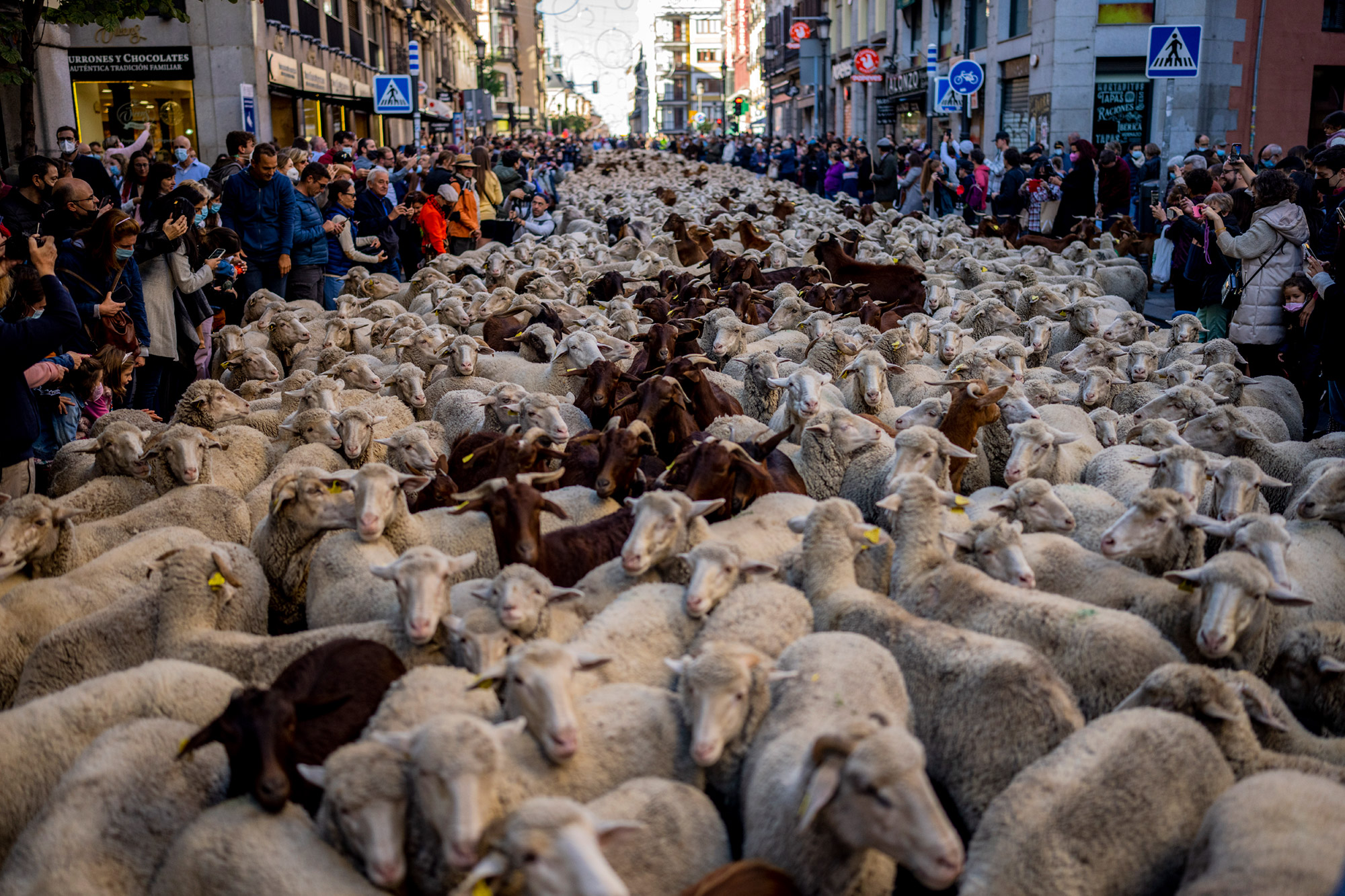 Πρόβατα κατέκλυσαν τη Μαδρίτη στο δρόμο προς τα χειμερινά βοσκοτόπια