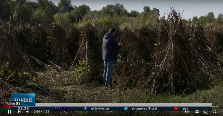 Καστοριά: Σε αδιέξοδο οι καλλιεργητές φασολιών (βίντεο)