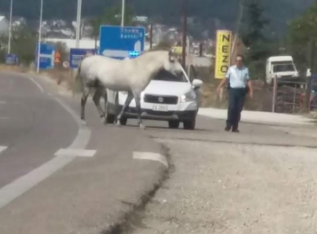 Καβάλα: Άλογο κάλπαζε στην Εγνατία Οδό