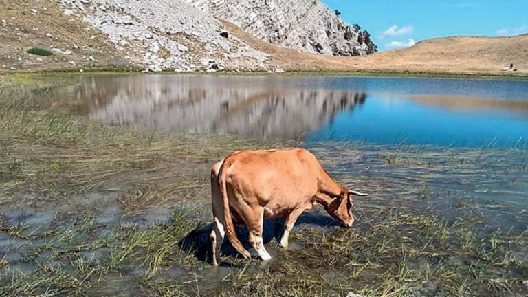 Απαγόρευση βόσκησης στις Δρακολίμνες της Πίνδου