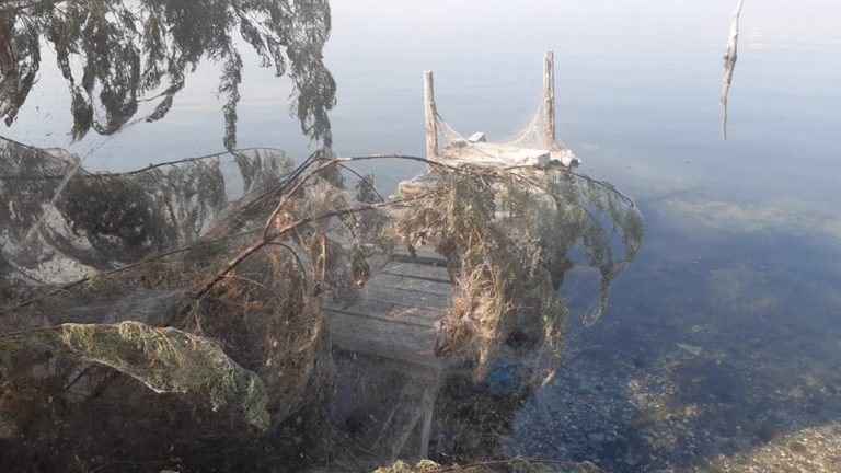 Αιτωλικό: Πέπλο από αράχνες σκέπασε τη λιμνοθάλασσα (φωτο)
