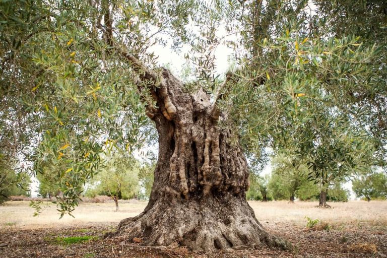 Υιοθεσίες ελαιόδεντρων στη Χαλκιδική με διαδικτυακές απευθείας περιηγήσεις