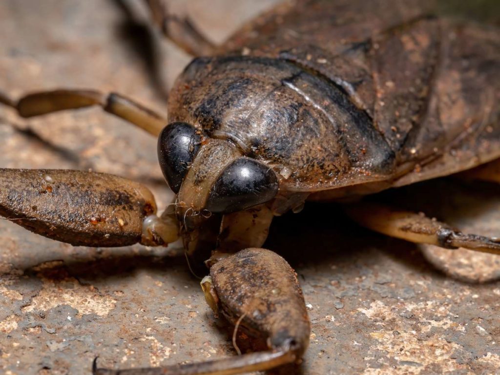 Λιθόκερος: Δηλητηριώδες έντομο-γίγας εντοπίστηκε στη Σπιάτζα