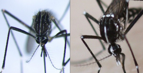 Ιταλίδα εντομολόγος στην ΕΡΤ: Στην Ιταλία κορεάτικο κουνούπι ανθεκτικό στο κρύο – Θα μπορούσε να ‘αποικίσει’ και την Ελλάδα