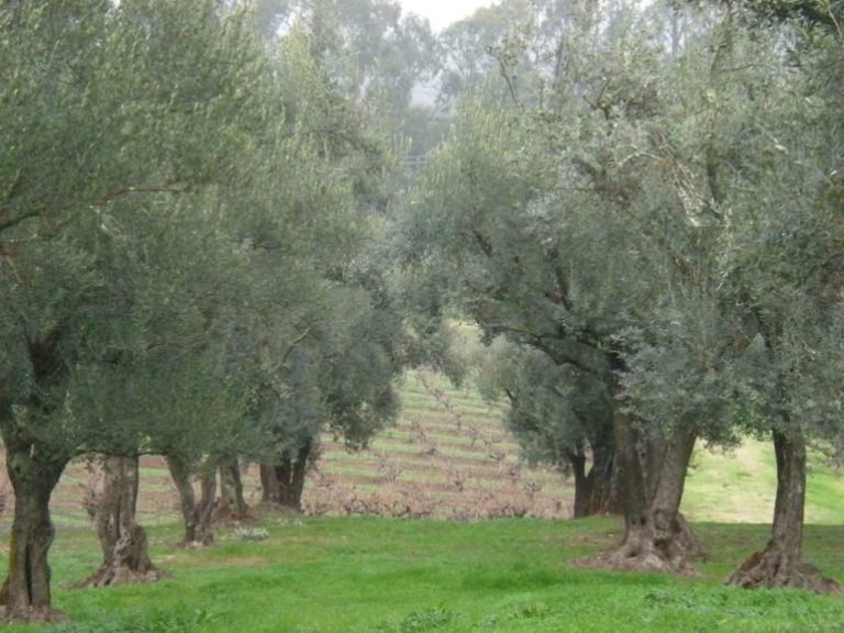 Ηλίας Παπαποστόλου: Επιτακτική ανάγκη προστασίας του περιβάλλοντος και διασφάλισης νερού για τις καλλιέργειες