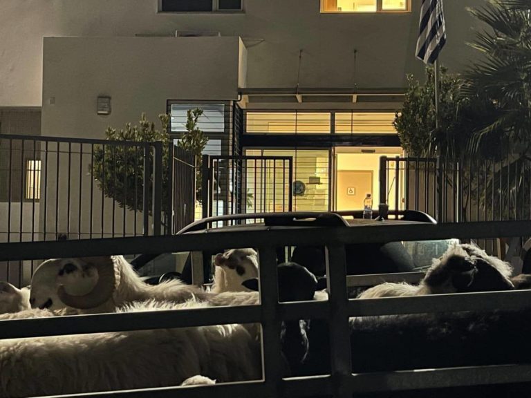 Αγανακτισμένοι οι κάτοικοι στην Κίσσαμο – Ανεξέλεγκτα περιφέρονται τα ζώα στο χωριό
