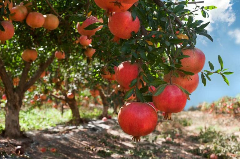 Γιορτή ροδιού στην Ερμιόνη