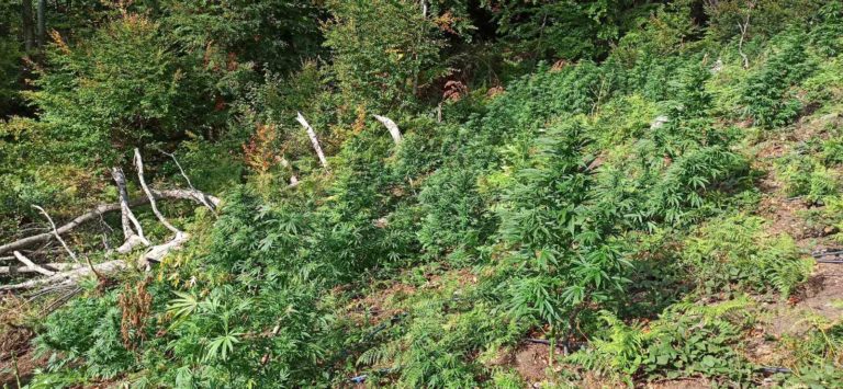 Χανιά: Βρήκαν τον καλλιεργητή φυτείας 330 δενδρυλλίων στα Σφακιά μετά από τρία χρόνια