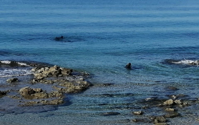 Δύτες – αρχαιολόγοι για την Αρχαία Φειά
