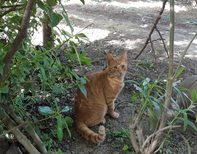 Στη Ρόδο οι “Flying Cats” για πρόγραμμα δωρεάν στειρώσεων