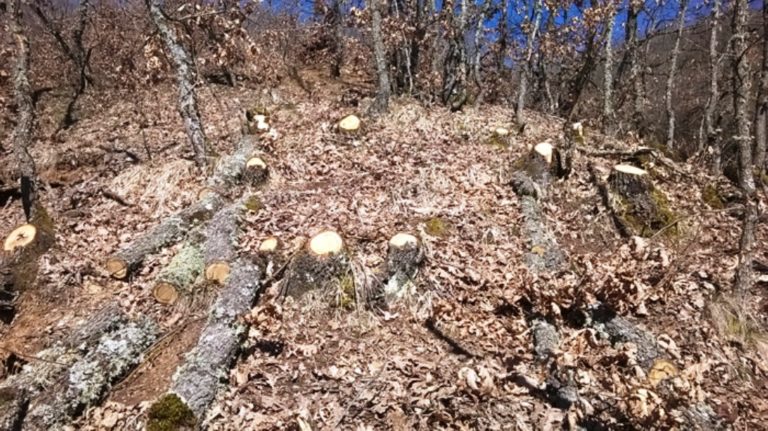 Μαζεύουν ξερά δένδρα  στον κεντρικό και βόρειο Έβρο