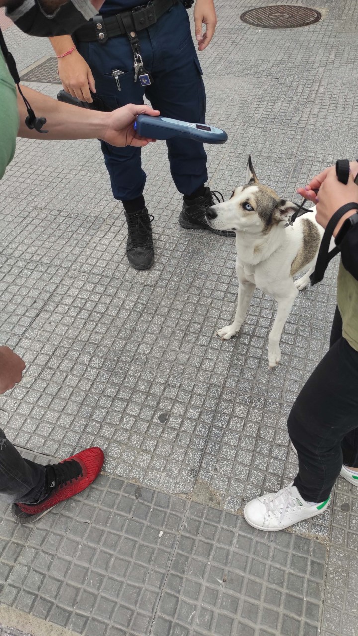 Θεσσαλονίκη: 15 πρόστιμα σε ιδιοκτήτες ζώων συντροφιάς για παραβάσεις