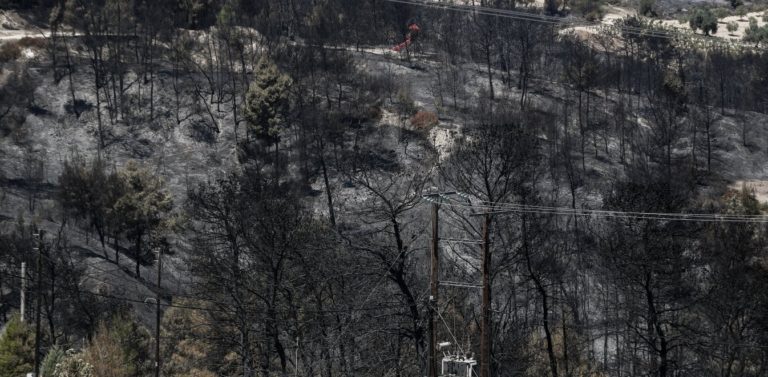 Ξεκινά η αποκατάσταση των καμένων εκτάσεων στην Κορινθία – Τα ΕΛΠΕ αναλαμβάνουν το έργο