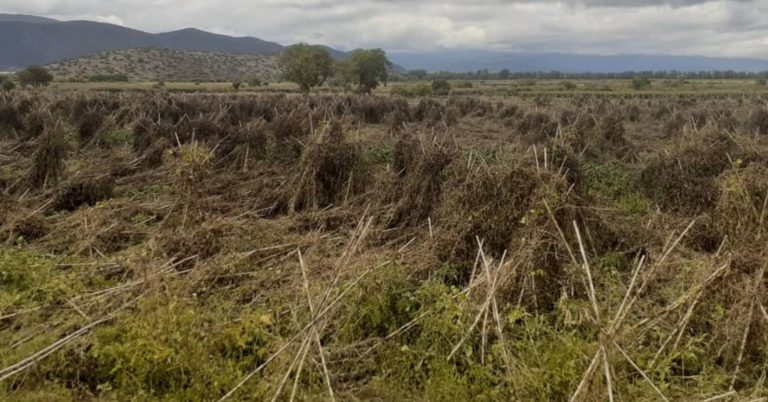 ΚΚΕ: Αποζημίωση για τα φασόλια Πρεσπών και Καστοριάς