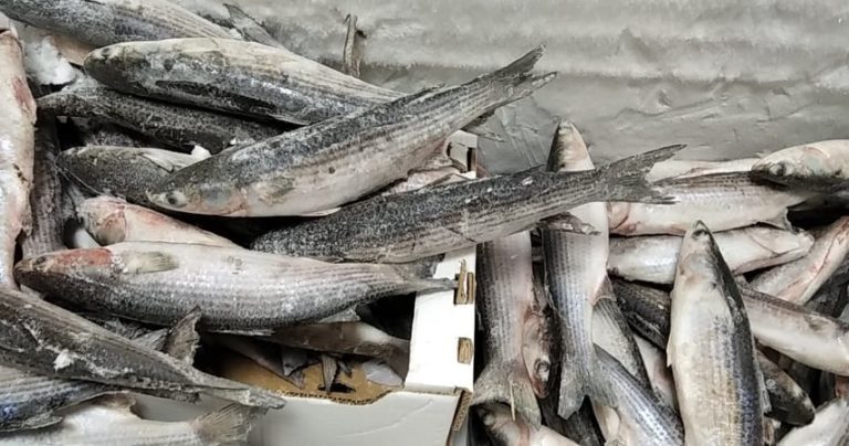 Κομοτηνή: Δώρισε ψάρια ο Αλιευτικός Συνεταιρισμός Βιστωνίδας