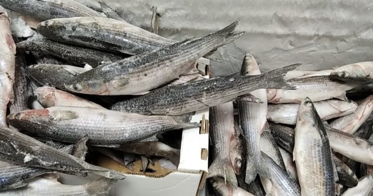 Ανάσυρση παράνομα ποντισμένων ιχθυοπαγίδων από το Θρακικό Πέλαγος
