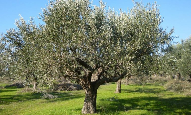 Συστάσεις προληπτικών ενεργειών προς τους ελαιοκαλλιεργητές της Κρήτης