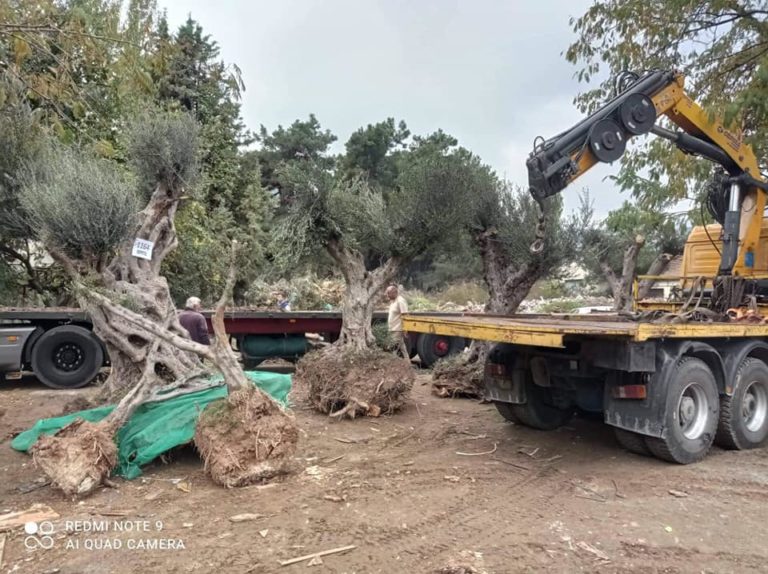 Καβάλα: Ελαιόδεντρα της Μεσσηνίας «στολίζουν» την πόλη