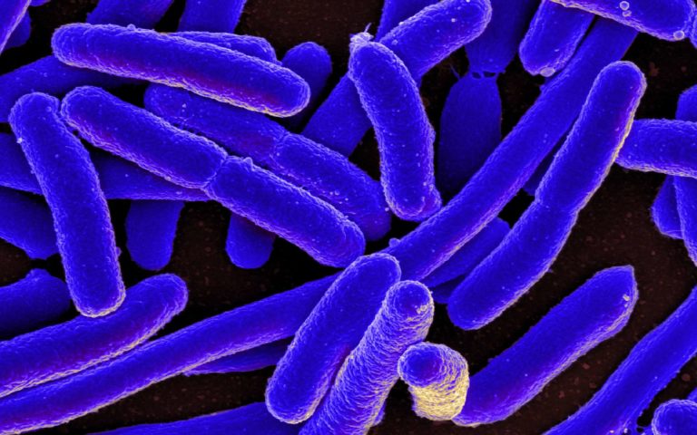 Επιστήμονες δημιούργησαν με επιτυχία έναν βιολογικό υπολογιστή από βακτήρια E. coli (long read)