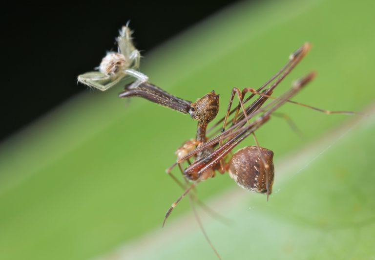 Σπάνιες αρχαίες  αράχνες «δολοφόνοι» βρέθηκαν ζωντανές στο νησί Καγκουρό