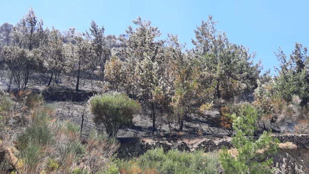 Χίος: Αιτήσεις για λήψη ξυλείας σε καμένες περιοχές