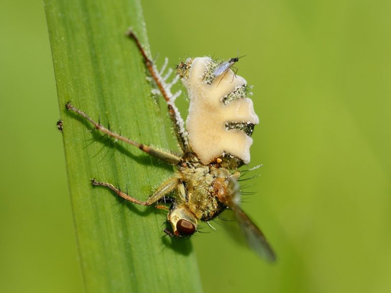 Παρασιτικός μύκητας αναγκάζει τις αρσενικές μύγες να ζευγαρώνουν με νεκρές θηλυκές